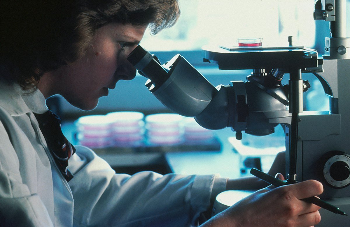 Chercheuse observant une culture cellulaire au microscope inversé